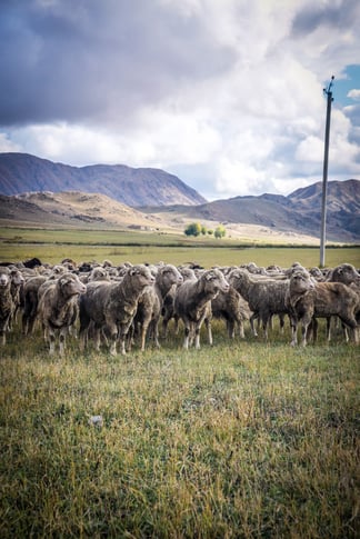 a flock of sheep in a field