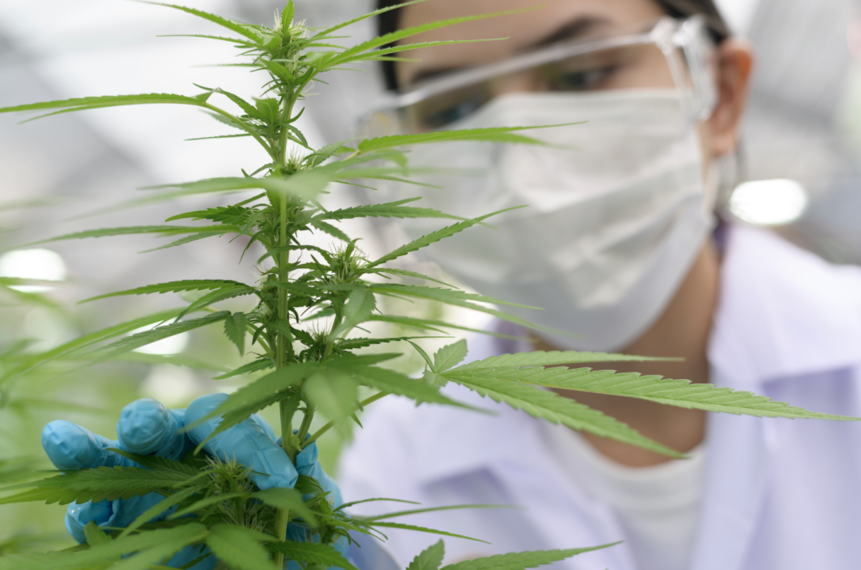 Scientist examining cannabis plant.